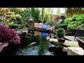 Modern Koi Blog #892 - Premium Koiauslieferung Modern Koi Blog #892 - Premium Koiauslieferung