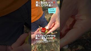 見た目ソックリ❣️コンカと栗の違いは？/What's the difference between conkers and chestnuts?