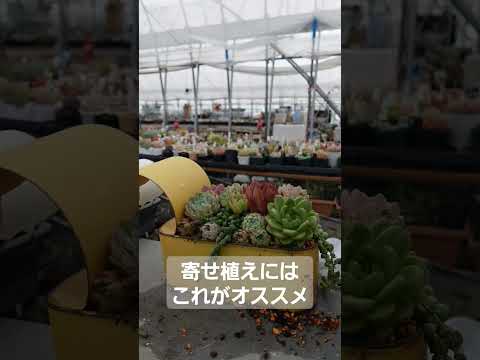 あなたにぴったりの屋外開花多肉植物はどれですか?あなたの庭を明るくする5つの可能性!  庭園