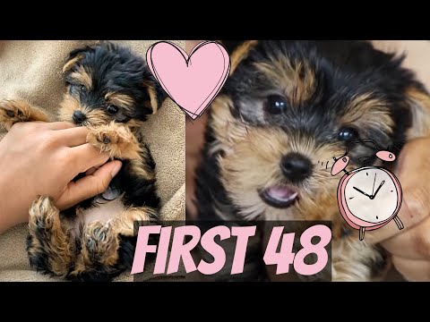 FIRST 48 HOURS W/ A NEW YORKIE PUPPY!! GOOD BAD & UGLY!!