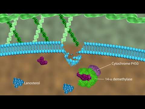 Mechanism of action of antifungal drugs