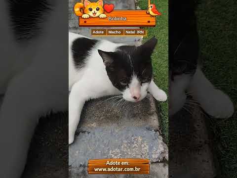 Vídeo de Bolinha