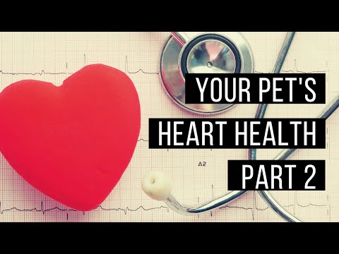 Heart Problems in Cats