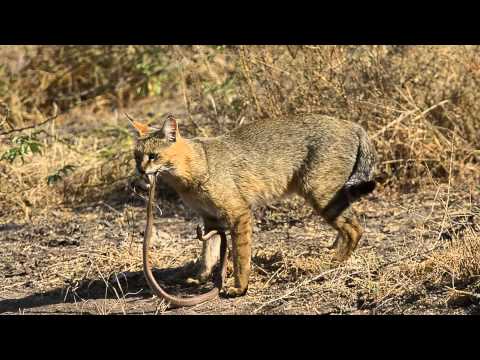 Jungle Cat (Felis chaus)