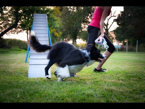 ~Buddy-Agility trénink  [22.7.]~