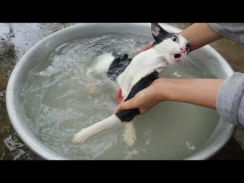 Cats just don't want to bathe | First bath for cat