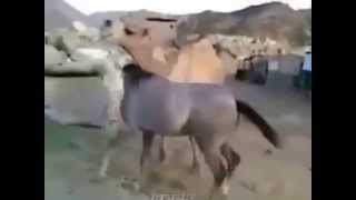 Horse meets old friend camel