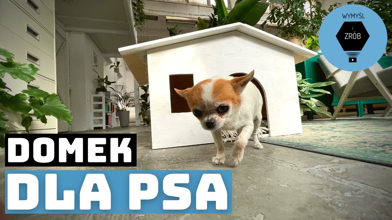 Jak zrobić budę dla psa