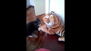 Great example of Fa Ching tai Chi punching