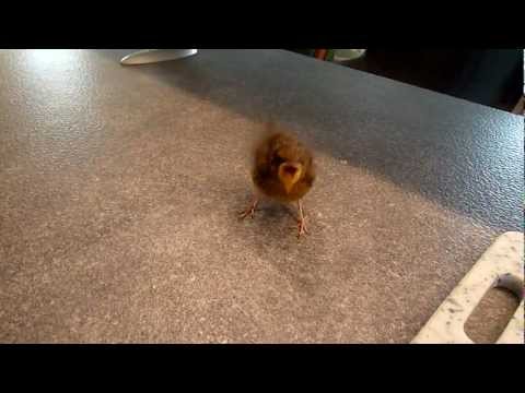 comment soigner un bébé oiseau tombé du nid