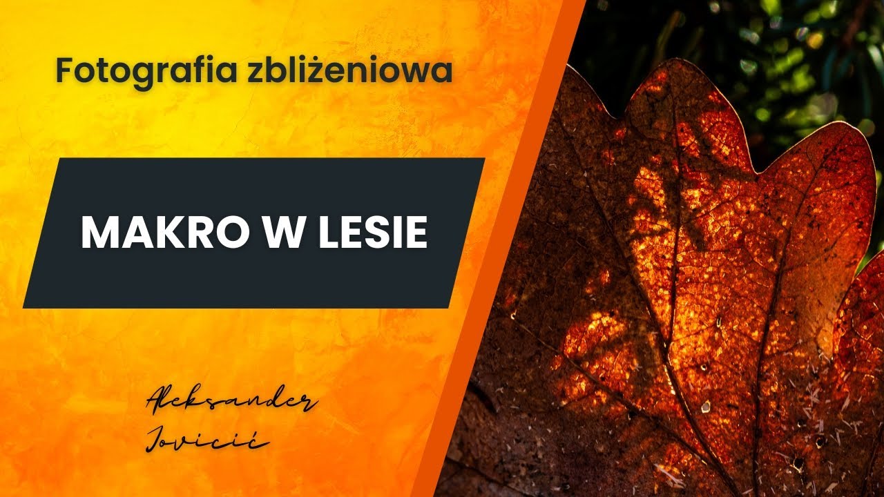 🍁FOTOGRAFIA MAKRO W LESIE. Poradnik leśnej makrofotografii. Jak robić zdjęcia makro