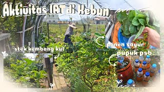 Download lagu Kegiatan ibu rumah tangga berkebun,  stek kembang kol,  bikin pupuk psb, panen sayuran  mp3