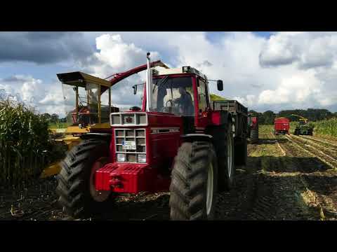 मक्का (कॉर्न) ki Kheti in #Netherlands