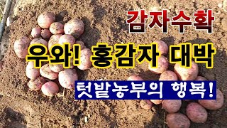 [텃밭농부 1,950]  우와! 홍감자 대박.  포슬 포슬 쪄서 먹으면 최고! #감자재배 #홍감자