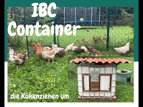 #03 IBC container as a mobile chicken coop - the chicks move