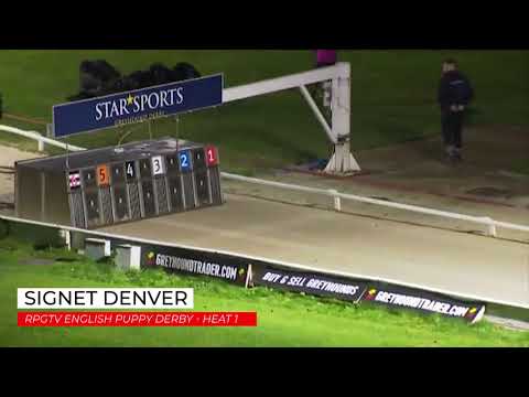 Signet Denver - RPGTV ENGLISH PUPPY DERBY HEAT 1