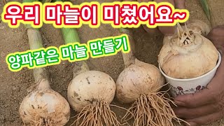 우리마늘이 미쳤어요~양파만큼 큰 마늘 만들기 홍산마늘 아늘캐는 시기