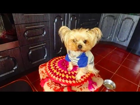 Хаски Йорки и попугай Григорий/Husky Yorkies and Gregory the parrot