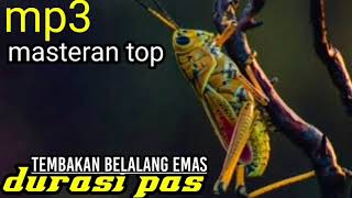 Download lagu MASTERAN BELALANG EMAS TEMBAKAN PANJANG mp3