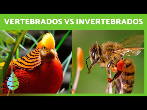 Animales VERTEBRADOS e INVERTEBRADOS 🐸🦀 (Características, Clasificación y EJEMPLOS)