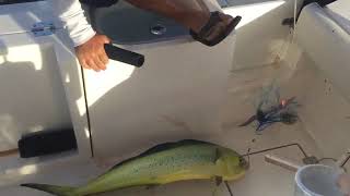 preview picture of video 'Trolling Mahi/Dorado first of season'