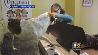 Keen Canines Sniffing Out Cancer