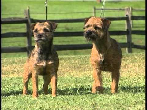 Border Terrier breed video