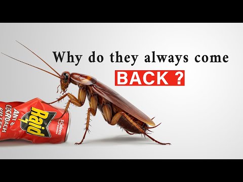 How I Finally Stopped Roaches From Coming Back (For Good)