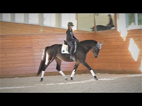 SOLD! Noble ISF, Star - 2018 KWPN-NA Dressage Horse - by Sir Sinclair, Keur