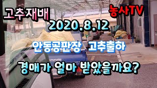 고추재배, 2020년 8월 12일 안동공판장 고추출하, 경매가격은? [농사TV]