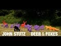 John Stutz Deer & Foxes