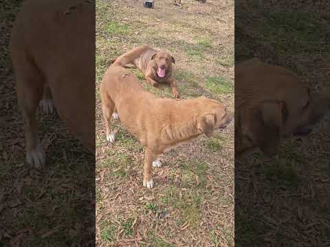 Our family dogs Della and buddy #everyone #familyanimals #doggielife #familydogs #puppy