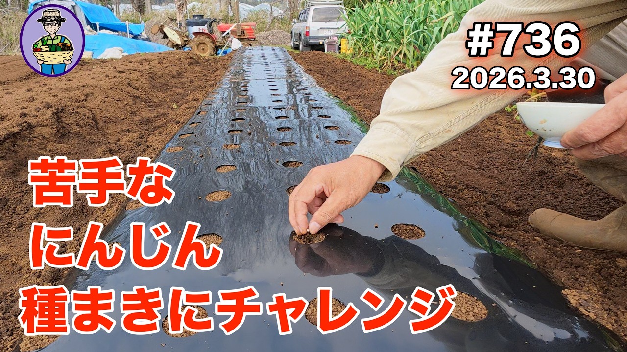 【にんじん】 第736話、毎度、発芽で失敗します。明日からの雨の前に種まきをして再チャレンジ。#オーガニック栽培 #家庭菜園 #農業VLOG
