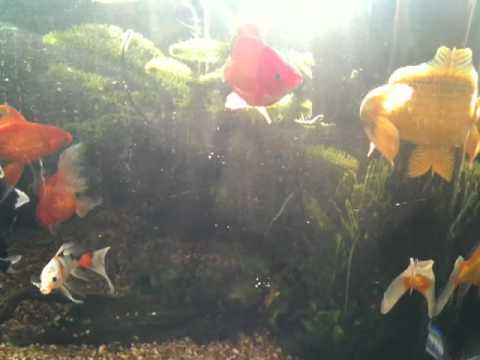 Guldfisk Akvariet.MOV