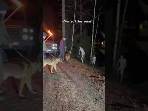 Blasse Wesen bewegten sich langsam vom Wald den Hang hinab.