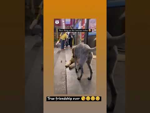 never make inequality among dogs 😌😌🥲🥲#dog