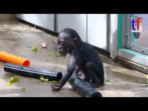 Apes in the Zoo / Affen Wilhelma Stuttgart, Germany, 11.05.16