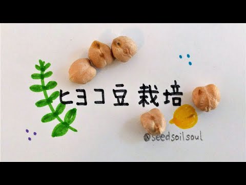 , title : '【栽培マニュアル】ひよこ豆の育て方'