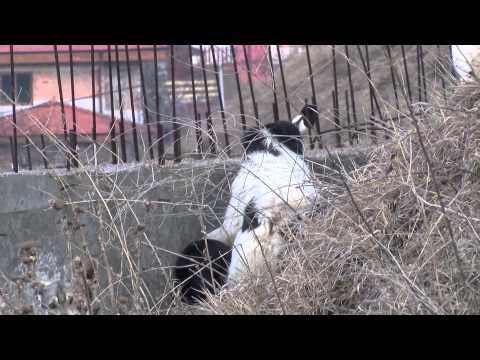 Кучета тормозят жителите на кв. „Бадема"