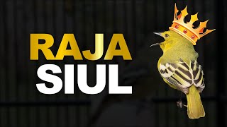 Download lagu Pancingan Raja SIUL Suara Burung Sirtu Nyiul Ngotot Gacor Bikin Sirtu Lain Auto Emosi Mendengarnya. mp3