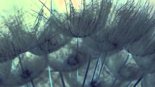 Anderson, Bruford, Wakeman & Howe-Quartet