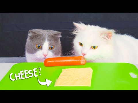 What Human Foods Do Cats Like?