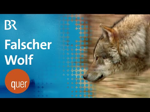 Falscher Wolf in der Rhön erlegt - Debatte um Schutzmaßnahmen | quer vom BR