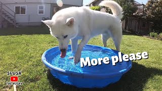 Husky has a Pool Party by Himself