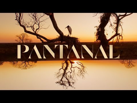 Pantanal: a abertura da nova novela das 21h! 🐆 | TV Globo
