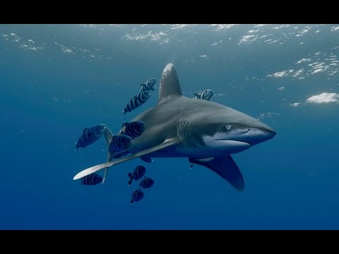 Shark Diving Red Sea - oceanic whitetip shark & Threscher Shark - Weißspitzen-Hochseehai & Fuchshai