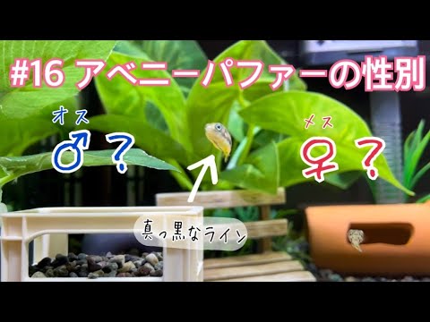 Syngnathus typhleについて詳しく解説