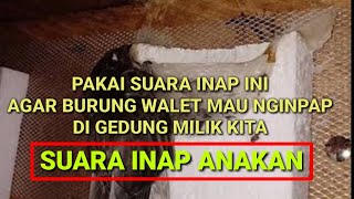 Download lagu suara inap ini cocok untuk menjadi solusi burung walet yang tidak mau nginap mp3