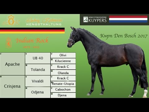 Indian Rock kwpn 2017