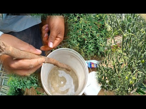 , title : 'El truco Para detener La marchitez por BACTERIA Y HONGOS en TOMATE. mezclando dos ingredientes.'